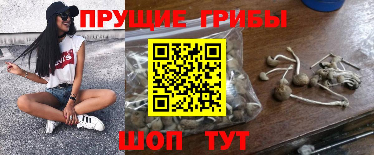 Псилоцибиновые грибы Cubensis Черняховск